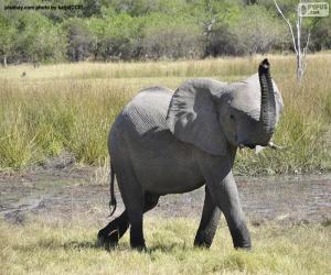 пазл Слона с трубкой на высоких